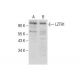 LZTR1 Antibody (E-12) - Western Blotting - Image 287612