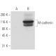 M-cadherin Antibody (12G4) - Western Blotting - Image 62910