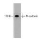 M-cadherin Antibody (5) - Western Blotting - Image 127475