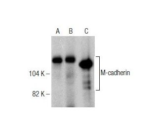 M-cadherin Antibody (5) - Western Blotting - Image 281646 