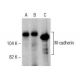M-cadherin Antibody (5) - Western Blotting - Image 281646 