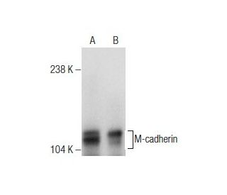M-cadherin Antibody (C-6) - Western Blotting - Image 282514 
