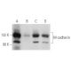 western blotting image from recommended M-cadherin (C-8) monoclonal antibody replacement. Image 354725