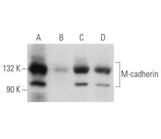 western blotting image from recommended M-cadherin (C-8) monoclonal antibody replacement. Image 354725