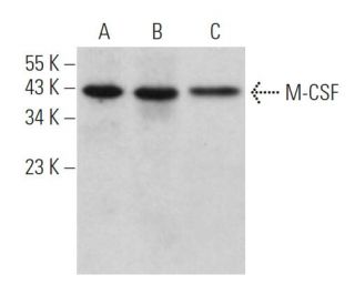 western blotting image from recommended M-CSF (D-4) monoclonal antibody replacement. Image 361857