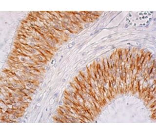 β2 Tubulin Antibody (7B9) - Immunohistochemistry - Image 398660 