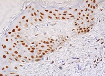 m-IgG Fc BP-HRP | SCBT - Santa Cruz Biotechnology