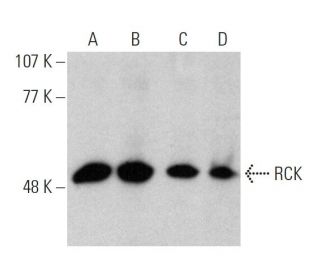 RCK (E-12): sc-376433. Western blot analysis of RCK expression in...