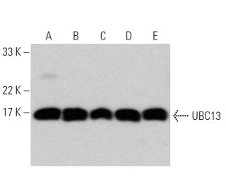 UBC13 (F-10): sc-376470. Western blot analysis of UBC13 expression in BJAB (A), CCRF-CEM (B), Hep G2 (C), C6 (D) and NIH/3 