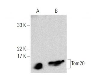 Tom20 (F-10): sc-17764. Western blot analysis of Tom20 expression in SK-N-MC (A) and HeLa (B) whole cell lysates. Detectio 