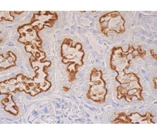 megalin/LRP2 Antibody (G-9) - Immunohistochemistry - Image 398695 