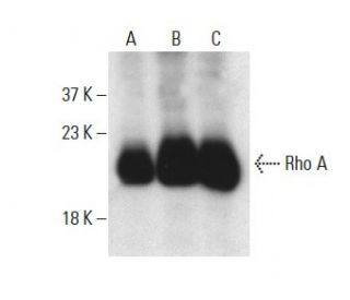m-IgG<sub>1</sub> BP-HRP | SCBT - Santa Cruz Biotechnology