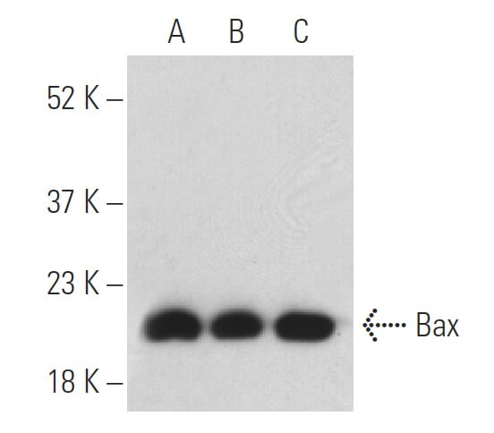 m-igg1-bp-hrp-western-