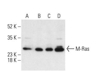 M-Ras Antibody (C-8) - Western Blotting - Image 403796 