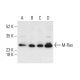 M-Ras Antibody (C-8) - Western Blotting - Image 403796 