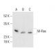 M-Ras Antibody (C-8) - Western Blotting - Image 403797