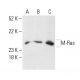 M-Ras Antibody (C-8) - Western Blotting - Image 403798 