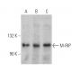 M-RIP Antibody (E-1) - Western Blotting - Image 359974 