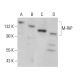 M-RIP Antibody (E-1) - Western Blotting - Image 377644 
