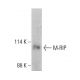 M-RIP Antibody (E-1) - Western Blotting - Image 386898
