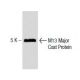 M13 Major Coat Protein Antibody (RL-ph1) - Western Blotting - Image 137421 