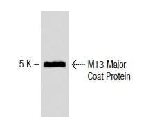 https://media.scbt.com/product/m13-major-coat-protein-antibody-rl-ph1-western-blotting_13_74_z_137421.jpg