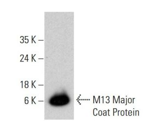 https://media.scbt.com/product/m13-major-coat-protein-antibody-rl-ph1-western-blotting_38_40_b_384054.jpg