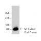 M13 Major Coat Protein Antibody (RL-ph1) - Western Blotting - Image 384054 