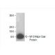 M13 Major Coat Protein Antibody (RL-ph1) - Western Blotting - Image 393095