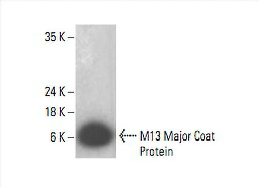 https://media.scbt.com/product/m13-major-coat-protein-antibody-rl-ph1-western-blotting_39_30_z_393095.jpg