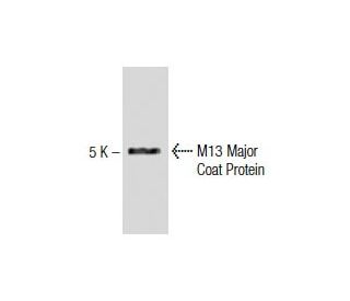 M13 Major Coat Protein Antibody (RL-ph2) - Western Blotting - Image 137422