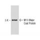 M13 Major Coat Protein Antibody (RL-ph2) - Western Blotting - Image 137422