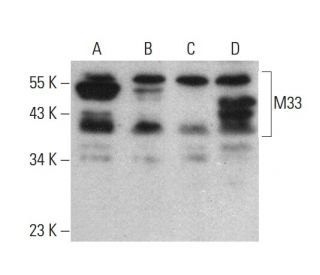 M33 Antibody (G-5) - Western Blotting - Image 376856