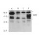 M33 Antibody (G-5) - Western Blotting - Image 376856