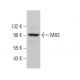 M83 Antibody (B-5) - Western Blotting - Image 379062