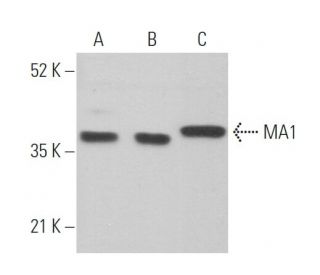 MA1 Antibody (G-10) - Western Blotting - Image 371213 