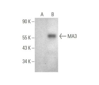 MA3 Antibody (A-1) - Western Blotting - Image 349052
