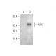MA3 Antibody (A-1) - Western Blotting - Image 349052