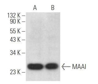 MAAI Antibody (B-2) - Western Blotting - Image 368963 