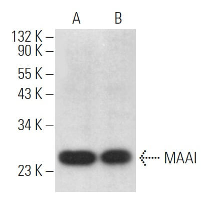 MAAI Antibody (B-2) | SCBT - Santa Cruz Biotechnology