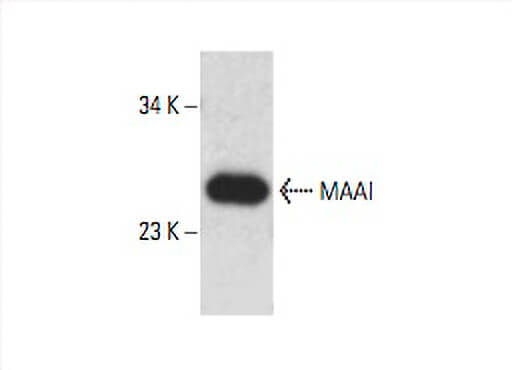 MAAI Antibody (B-2) | SCBT - Santa Cruz Biotechnology