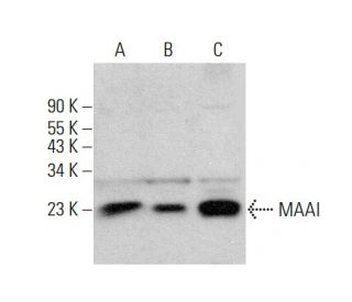 MAAI Antibody (H-1) - Western Blotting - Image 384373 