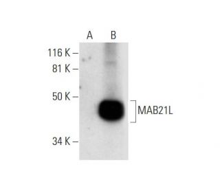 MAB21L Antibody (A-7) - Western Blotting - Image 291963 