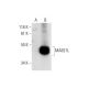 MAB21L Antibody (A-7) - Western Blotting - Image 291963 