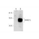 MAB21L Antibody (A-7) - Western Blotting - Image 291964 