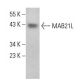 MAB21L Antibody (A-7) - Western Blotting - Image 379472