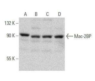 Mac-2BP Antibody (E-8) - Western Blotting - Image 358598 