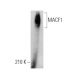 MACF1 Antibody (A-3) - Western Blotting - Image 371738