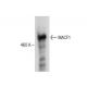 MACF1 Antibody (H-12) - Western Blotting - Image 281136