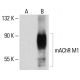 western blotting image from recommended mAChR M1 (G-9) monoclonal antibody replacement. Image 145692
